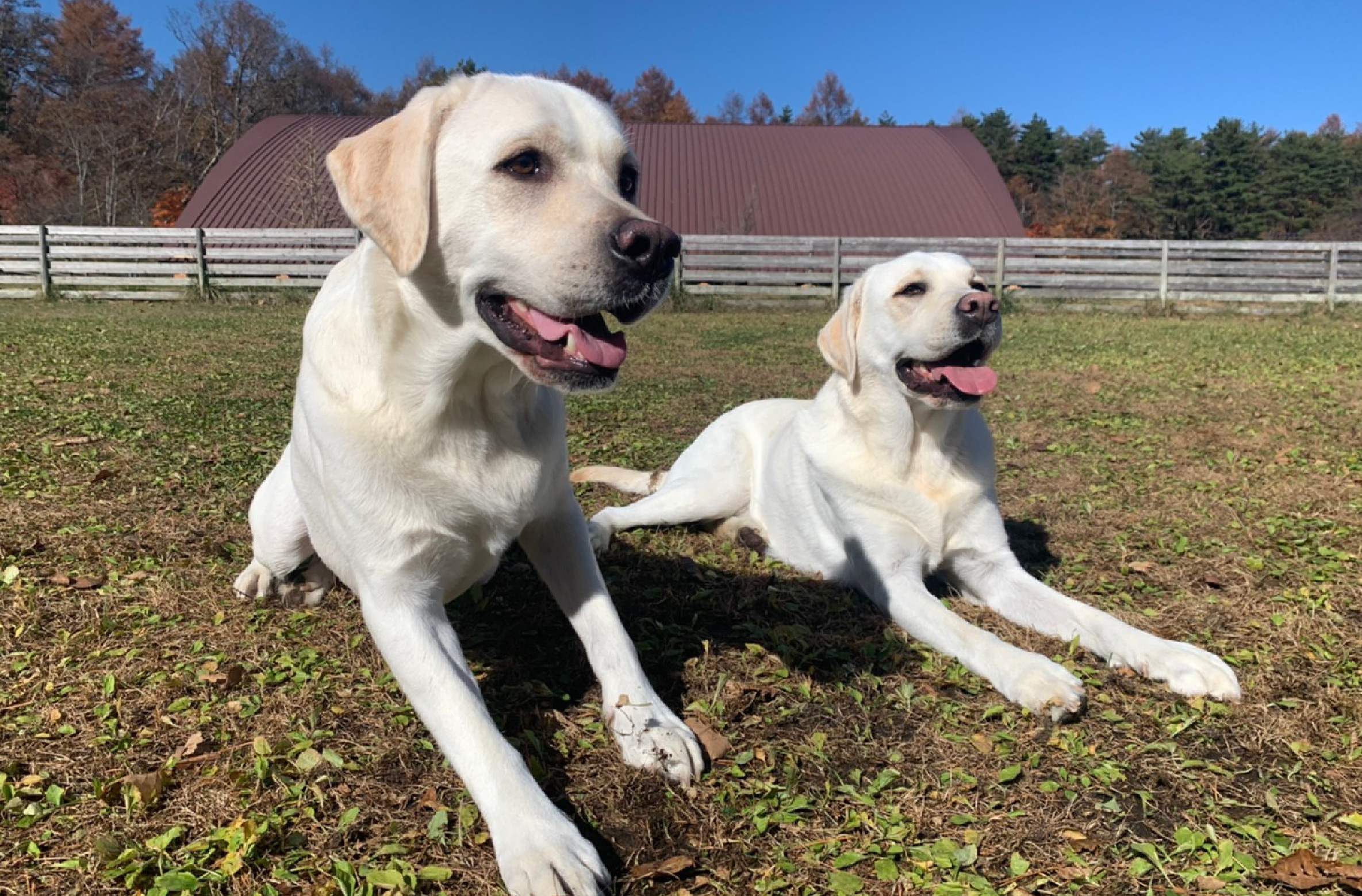 二匹の犬