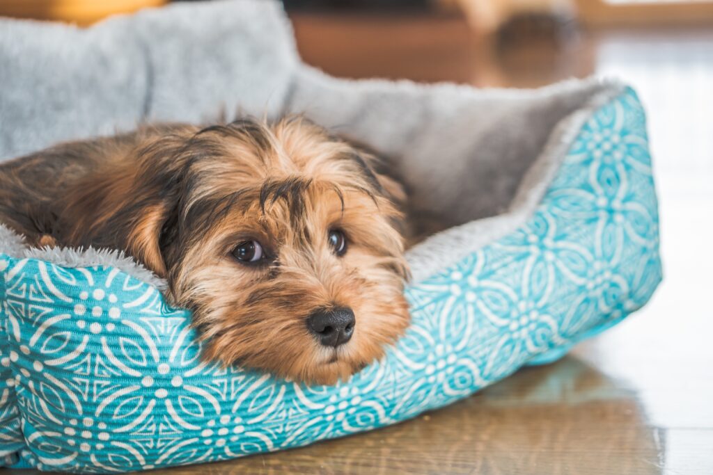 困った表情の犬